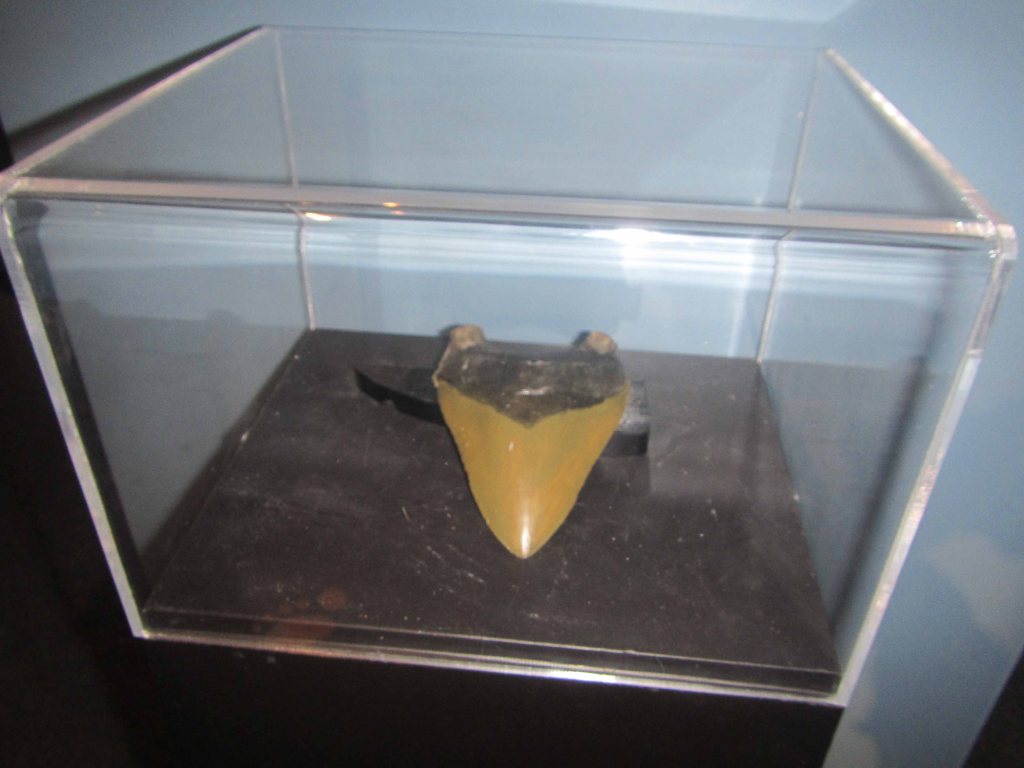 Megatooth shark tooth. That's quite a big tooth! 