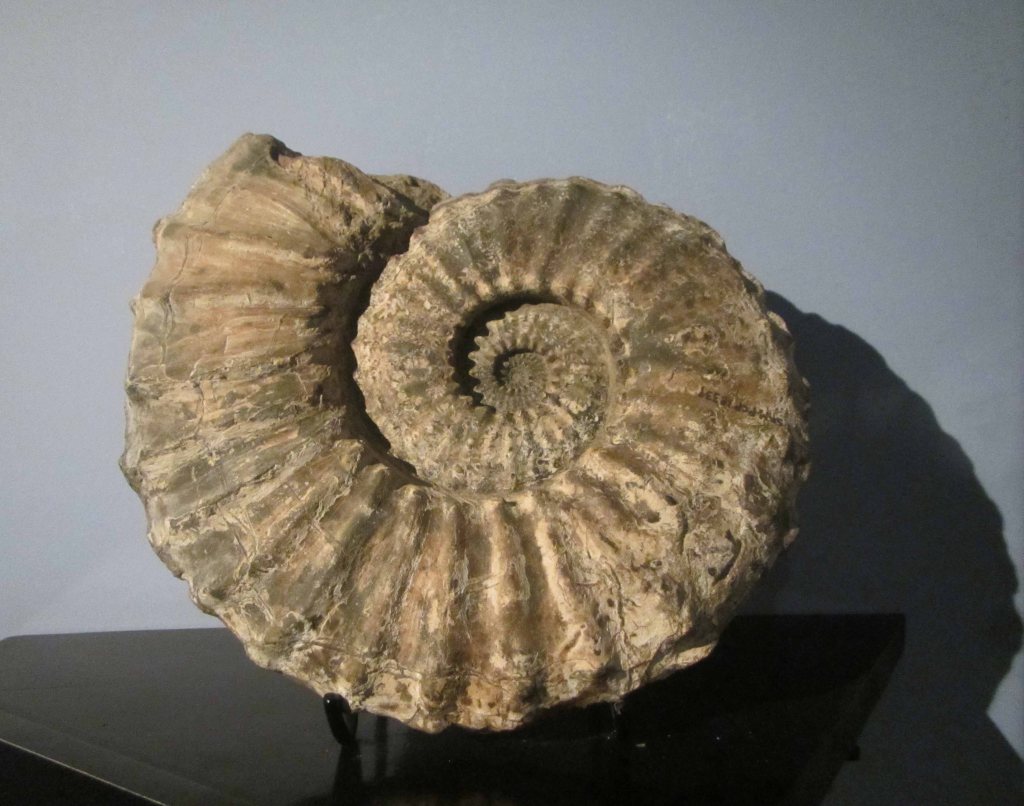 A stunning ammonite fossil. Just beautiful! 