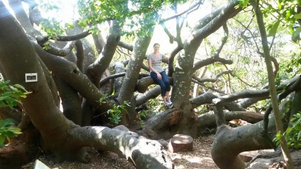 Sitting in a very old tree in Kirstenbosch Gardens, Cape Town. 