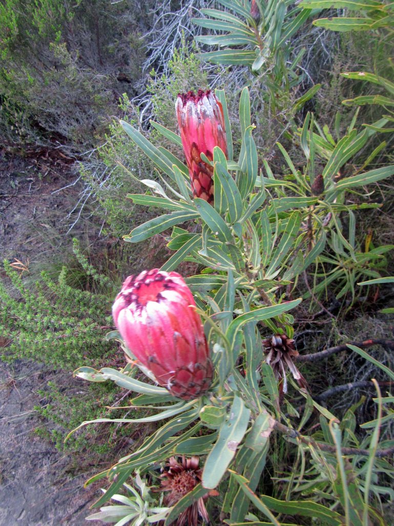 A lovely red protea. 