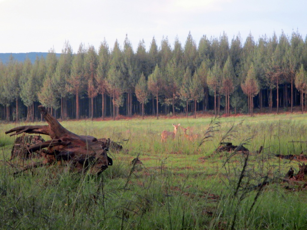 Antelope by the forest in the early evening, Dullstroom, South Africa. Picture taken December 2013. 