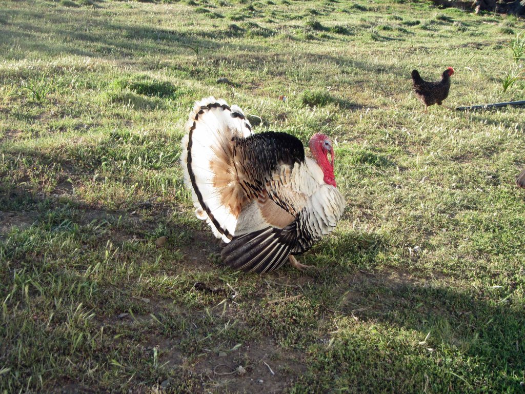 Backyard turkeys. Sutherland, October 2013. 