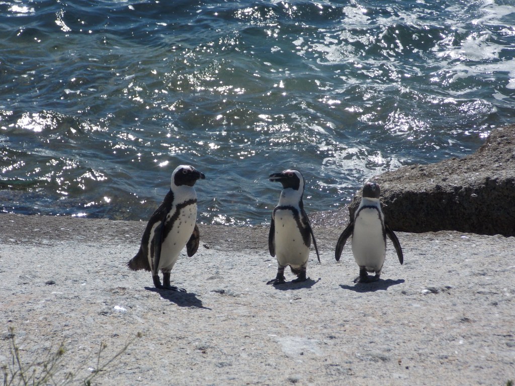 Cape Town has great rocks... and some of them have adorable penguins living on top of them! 