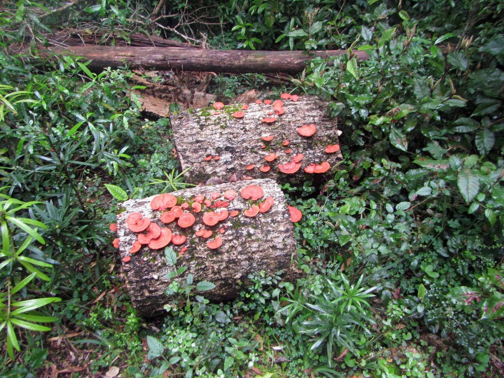 Mushrooms on a log. 