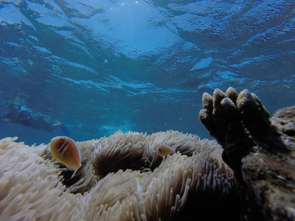 A great shot of the Great Barrier Reef taken by my husband Jackie Gauntlett. 