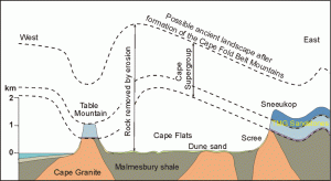 Geology of the greater Cape Town area, showing how the Table Mountain Group sedimentary rocks are related to uplifted rocks in the Cape Fold Belt. Image taken from  Compton (2004). 