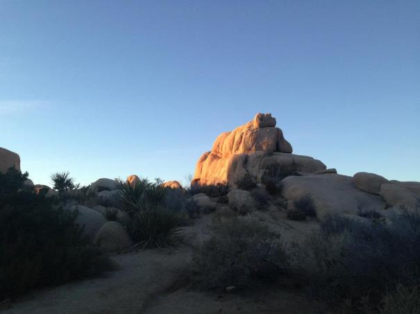 A picture taken at beautiful Jumbo Rocks campground in Joshua Tree National Park. Picture courtesy of my friend Aimee. 