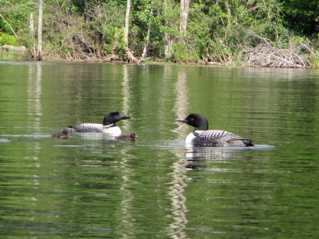 A family of loons on a lake, New Hampshire. Picture taken July 2013. 