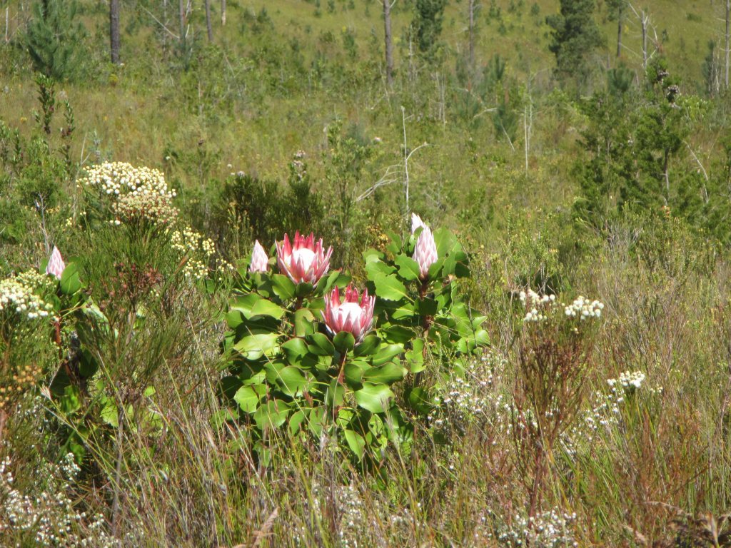 More king protea along the trail. 
