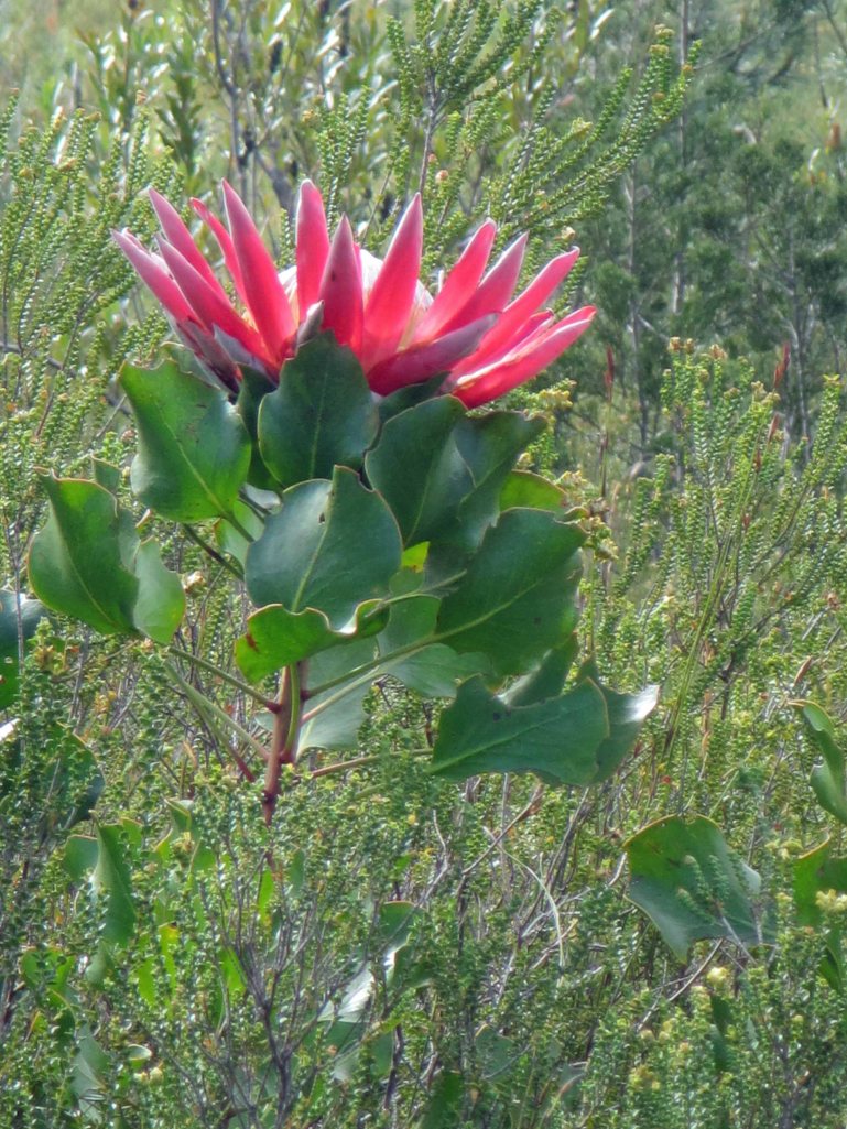 A stunning bright pink king protea. 