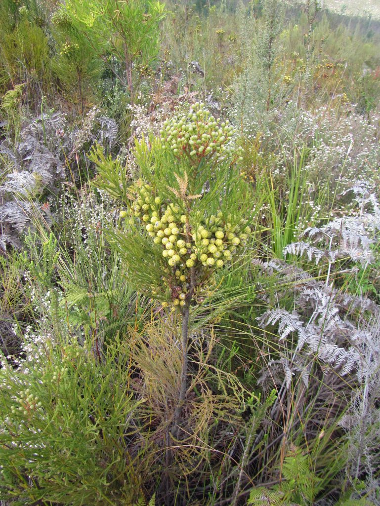 Yellow fynbos plant. 