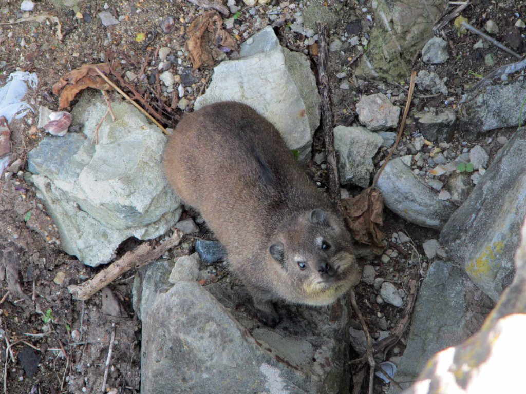 An adorable dassie in Hermanus, South Africa. 