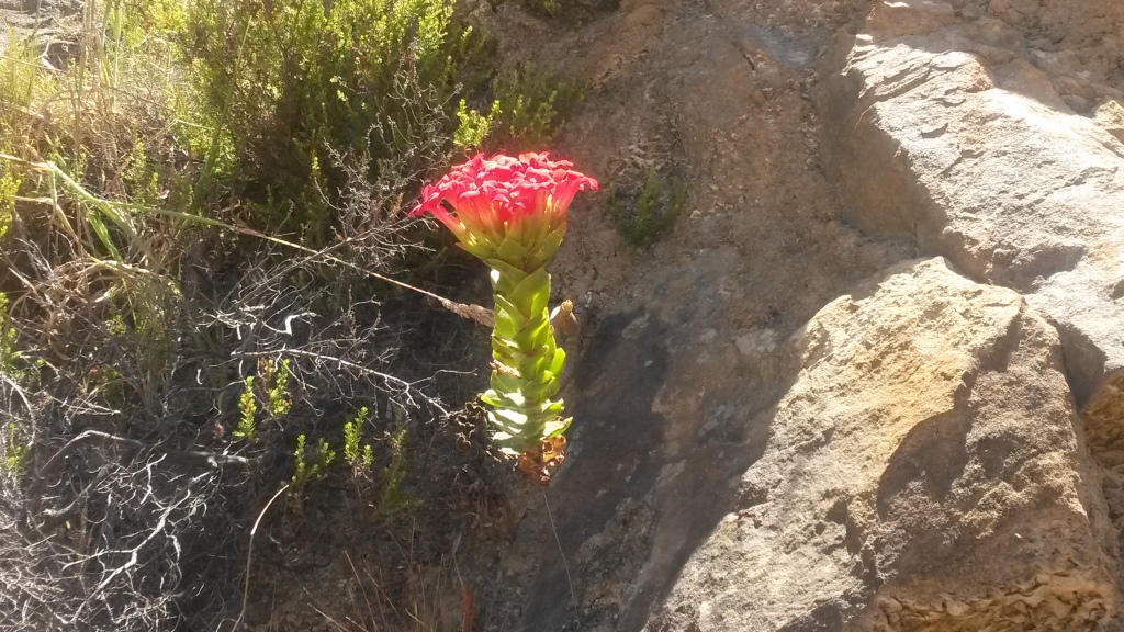 A pretty red flower along the path. Picture taken December 2013. 