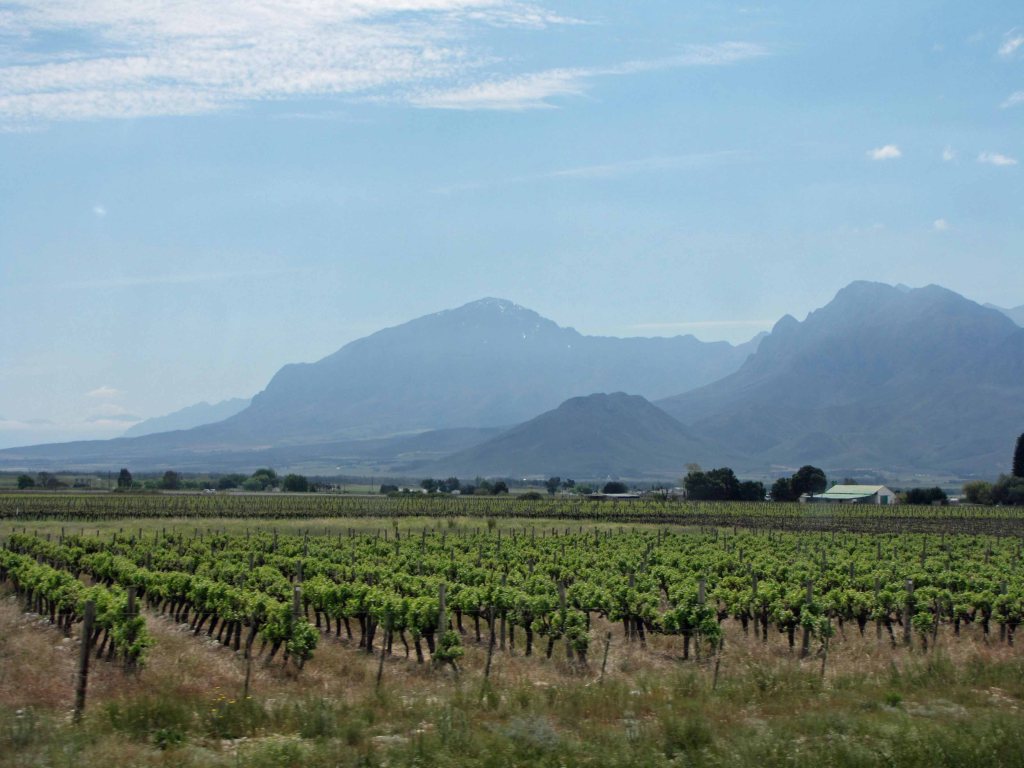 Cape Fold Belt #7. Vines and misty mountains. 