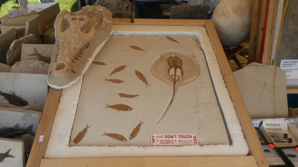 A few fossils on display at a booth at the Gilsum Rock Swap in New Hampshire in June 2014. 