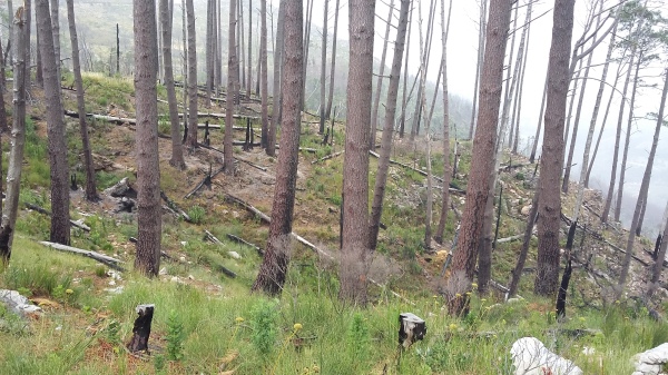 Elephant's Eye Hike #6. More charred tree stumps. 