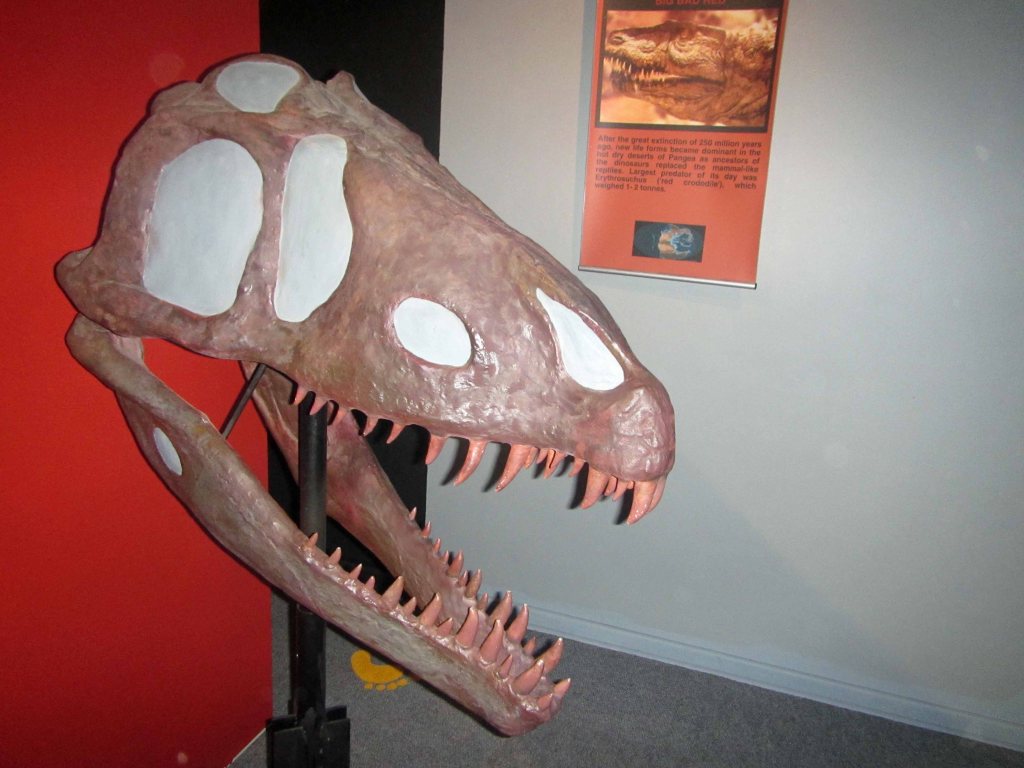 "Red crocodile" skull. 