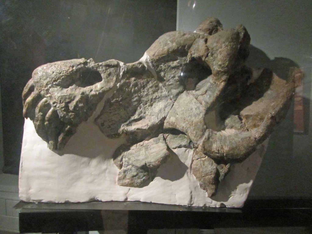 Ateosaurus skull. Pretty neat! 