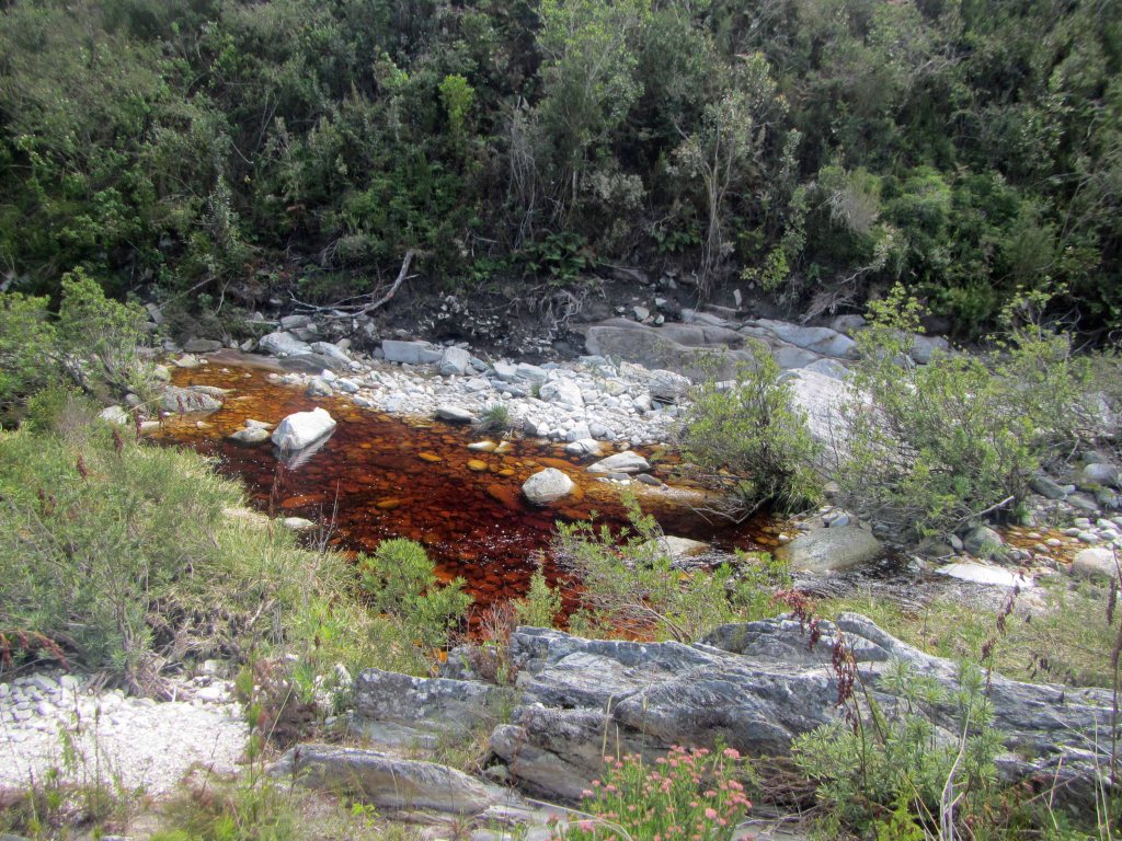 The coca-cola colored water of the Bloukrantz River. 