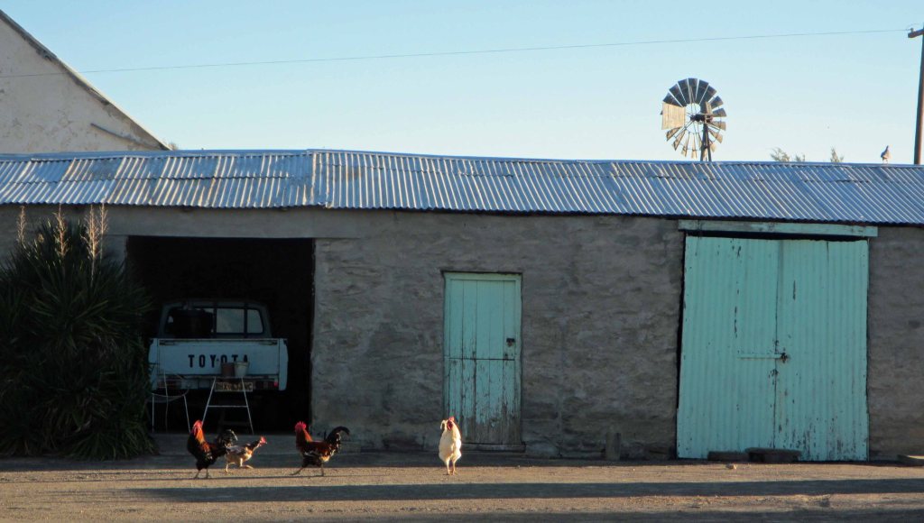 Garage with chickens. Sutherland, October 2013. 