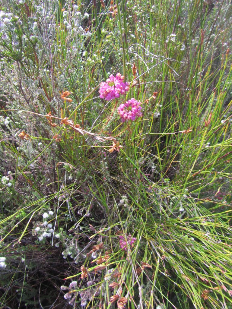 Pink fynbos plant. 