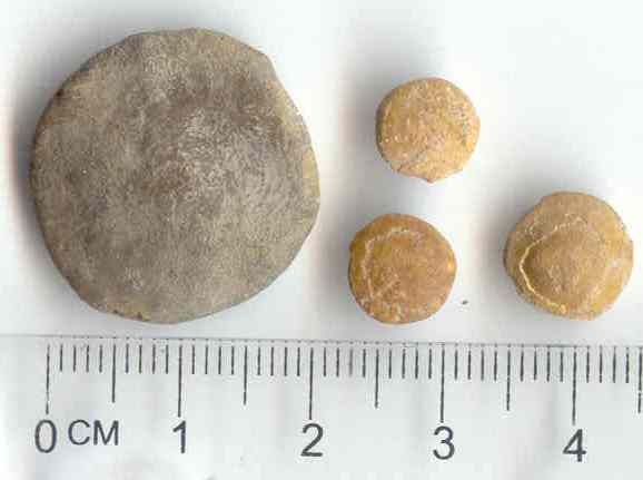 Nummulite fossils. The small ones were collected near Notre Dame, France. Photo courtesy of Callan Bentley.