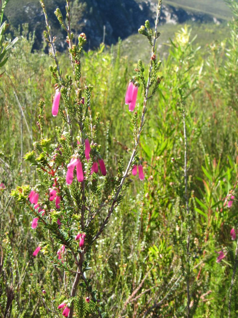 Pretty pink fynbos flowers. 
