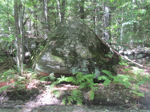 Fox Forest #9. A stone wall incorporating a very large erratic boulder. 