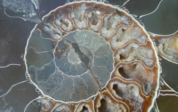 Close-up view of the ammonite fossil that decorates our living room... along with some other rocks! 