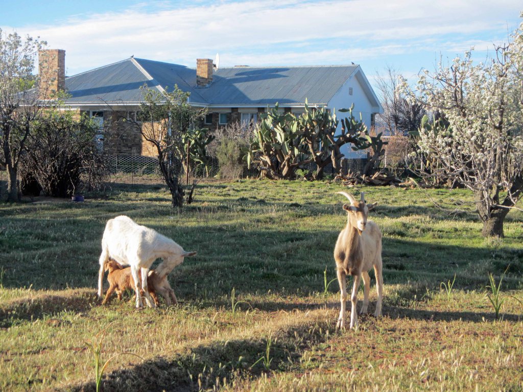 Backyard goats. Sutherland, October 2013. 