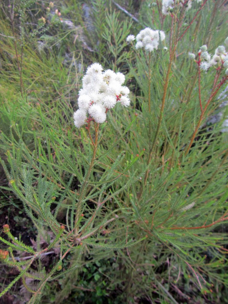 White fynbos plant. 