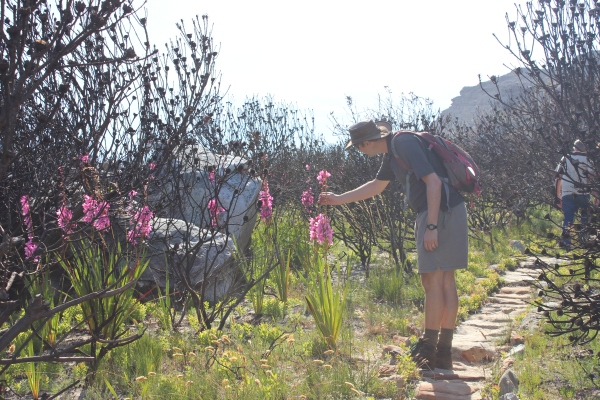 Silvermine #12. My husband stops to admire a watsonia flower. 