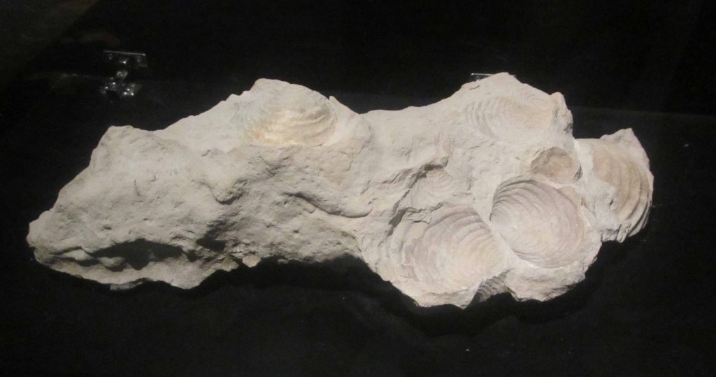 Gorgeous clam fossils. 
