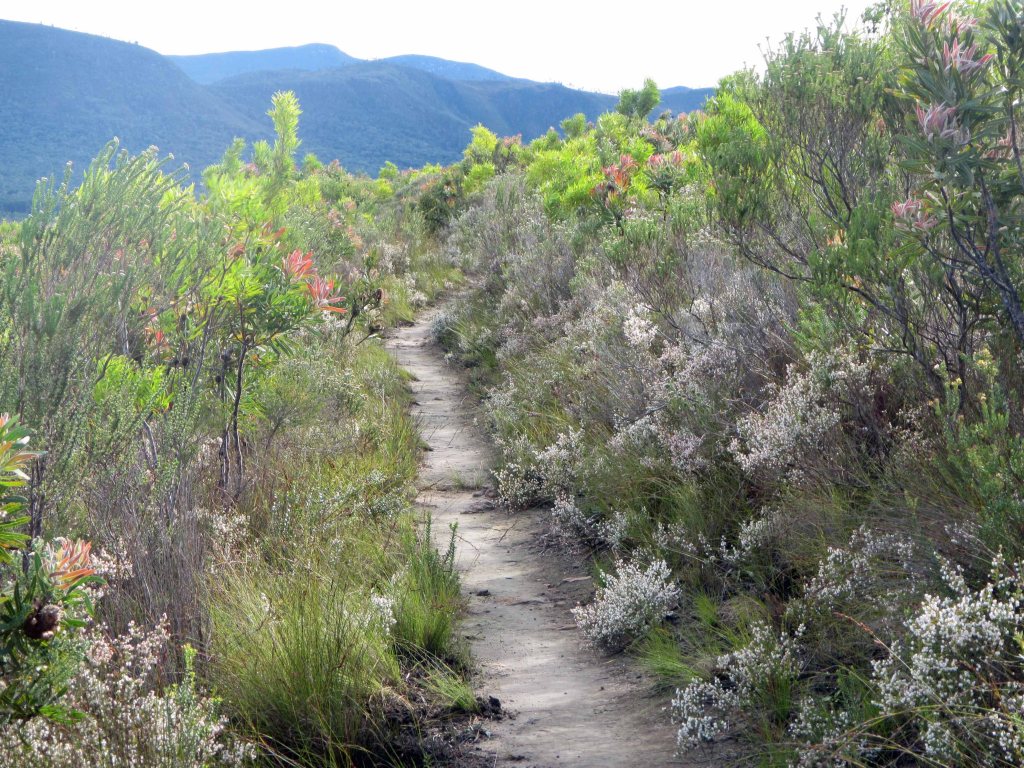The trail leading through the fynbos. 