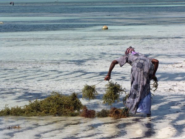 A woman gathering seaweed on the beach, Zanzibar. Picture taken June 2013. 