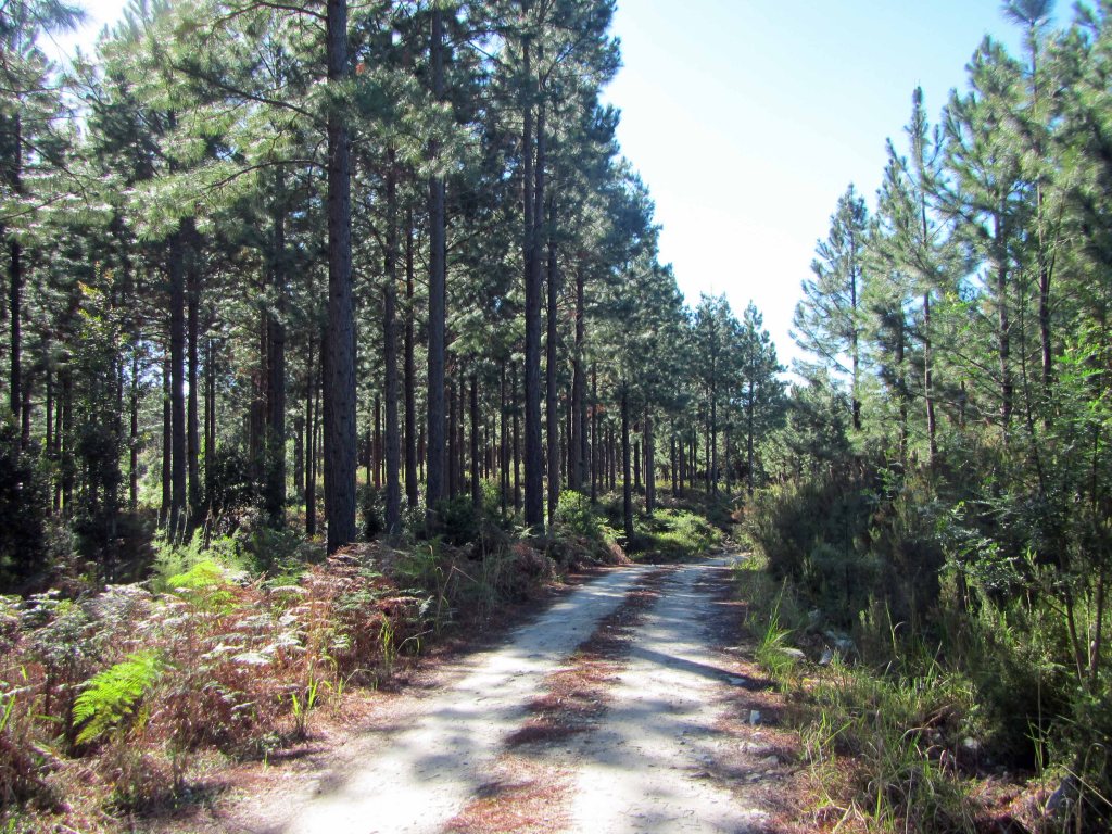 Tall pine tree sentinels along the dirt road. 