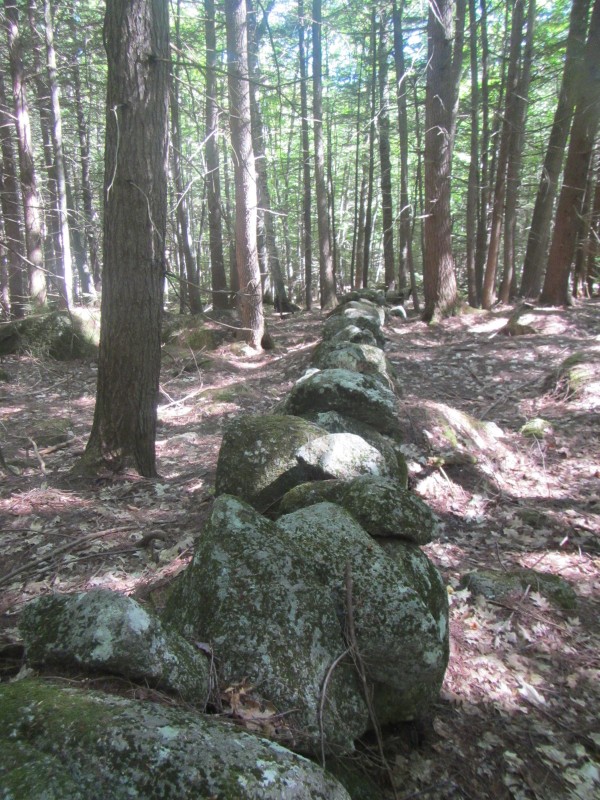 Fox Forest #8. A long stone wall running through the forest. 