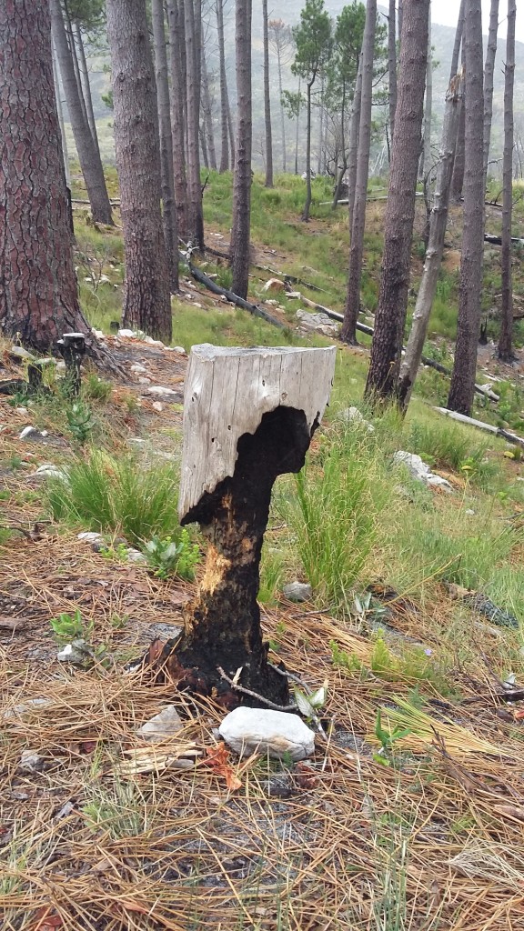 Elephant's Eye Hike #5. A remnant of last year's forest fire: a burned tree stump. 