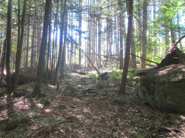 Fox Forest #2. More glacial erratic boulders amidst the trees.  